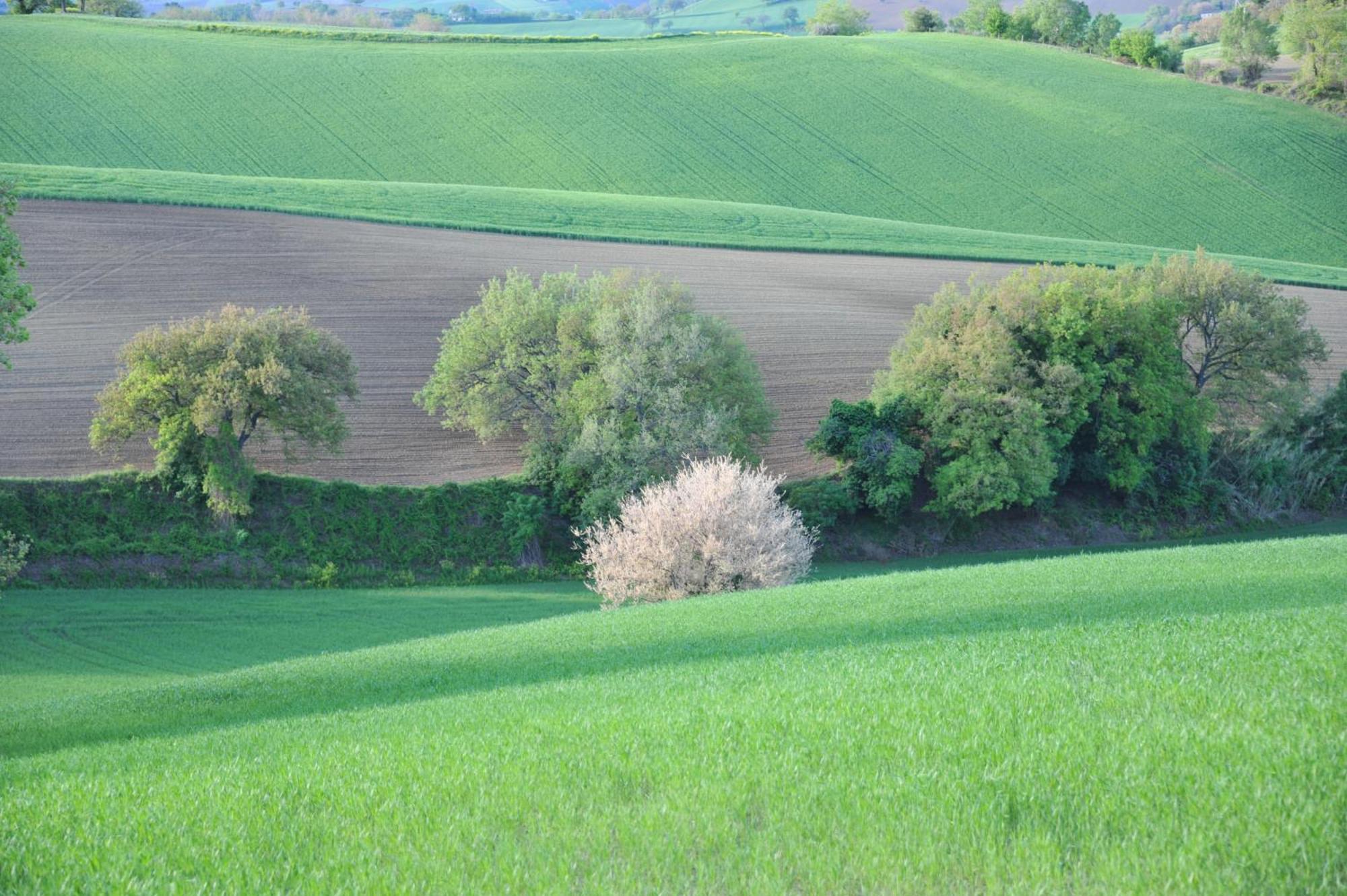 Solea Relais Di Charme- Adults Only Guest House Trecastelli Bagian luar foto